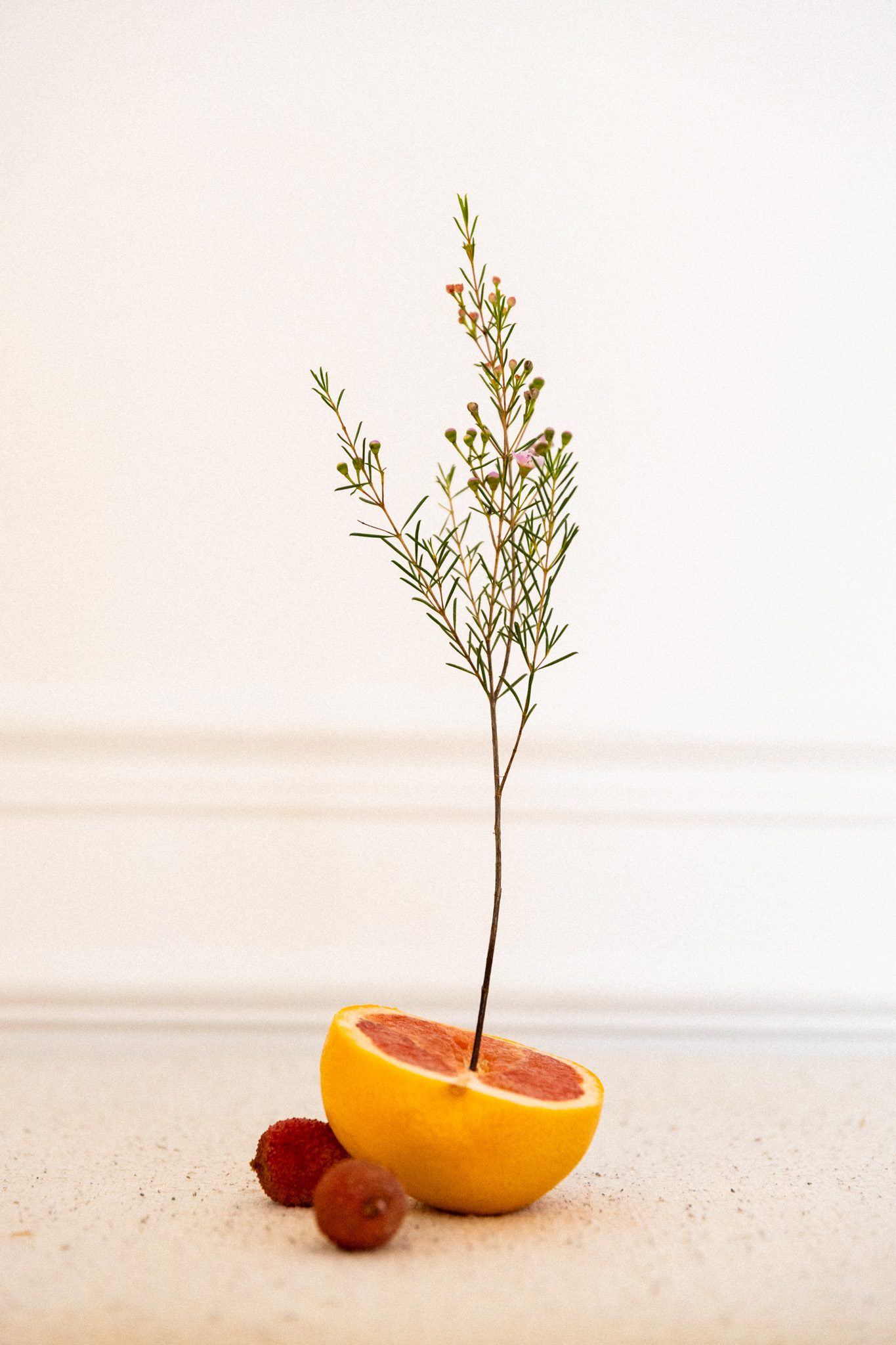 Branche fleurie plantée dans un demi-pamplemousse, litchis au pied