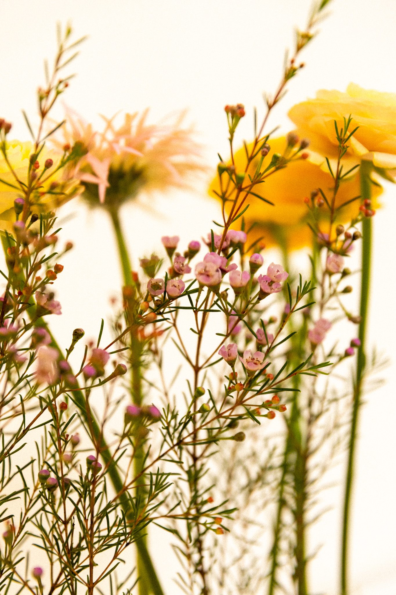 Tiges de fleurs jaunes et roses photographiées en contre-plongée sur fond clair